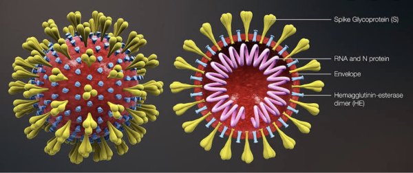 Biology of Coronavirus