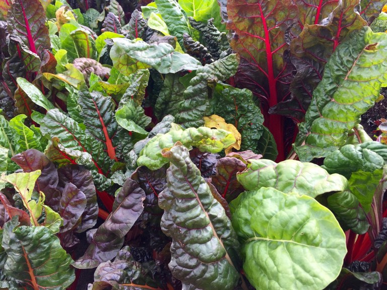 swiss-chard